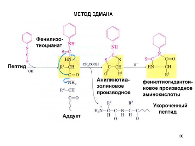 60 МЕТОД ЭДМАНА